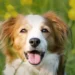 cane scomparso ritorna Natale