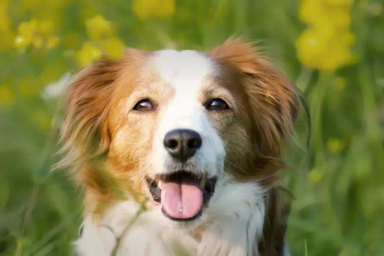 cane scomparso ritorna Natale