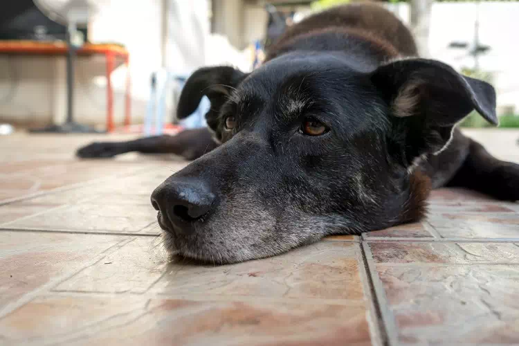 Giulietta, svolta a Bacoli