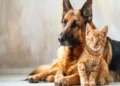 Bonus Animali Domestici 2026