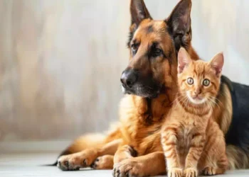 Bonus Animali Domestici 2026