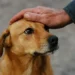 Cane fedele corre per chilometri dietro l’ambulanza