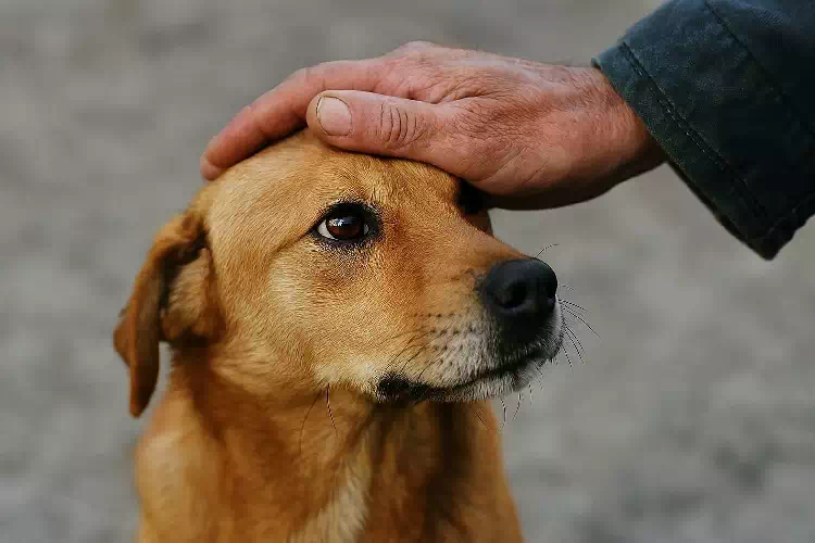Cane fedele corre per chilometri dietro l’ambulanza