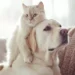 Oncologia veterinaria
