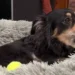 ultimo gesto cane Olive