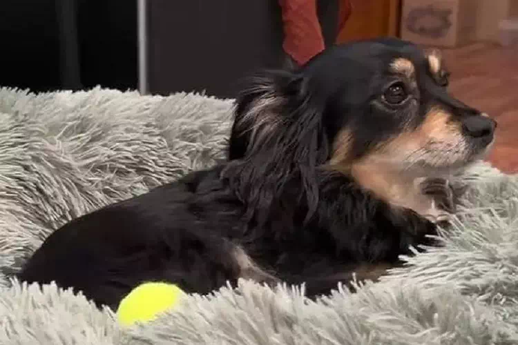 ultimo gesto cane Olive