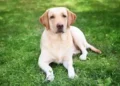 Cane cilento adozione