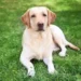 Cane cilento adozione