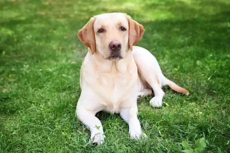 Cane cilento adozione