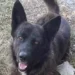 cane Calzino