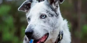 cane che salva i koala