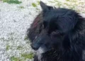 Cani salvati dai vigili del fuoco