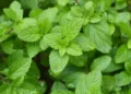 Bollire tre foglie di menta