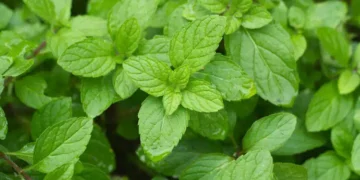 Bollire tre foglie di menta
