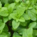 Bollire tre foglie di menta