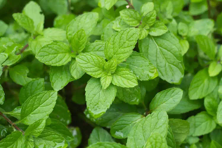 Bollire tre foglie di menta