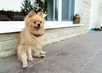 Cane in condominio: Le nuove regole e come evitare possibili multe
