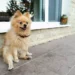 Cane in condominio: Le nuove regole e come evitare possibili multe