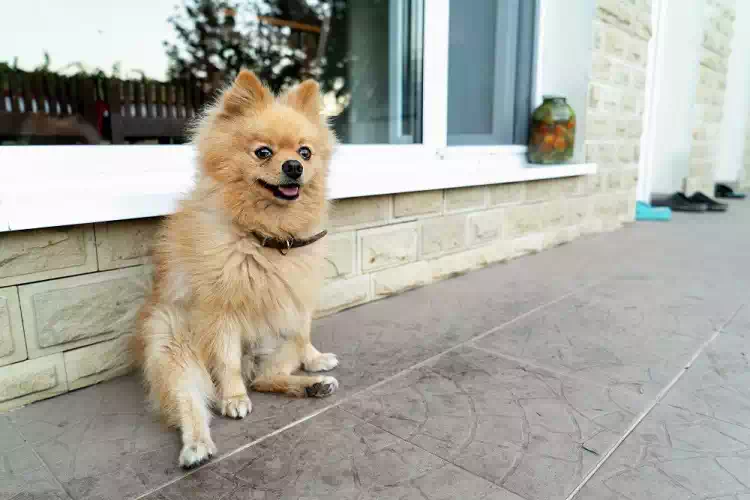 Cane in condominio: Le nuove regole e come evitare possibili multe