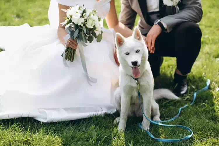 cane-matrimonio-smoking-radioterapia