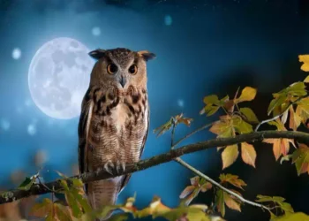 Canto del gufo nella notte