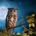 Canto del gufo nella notte