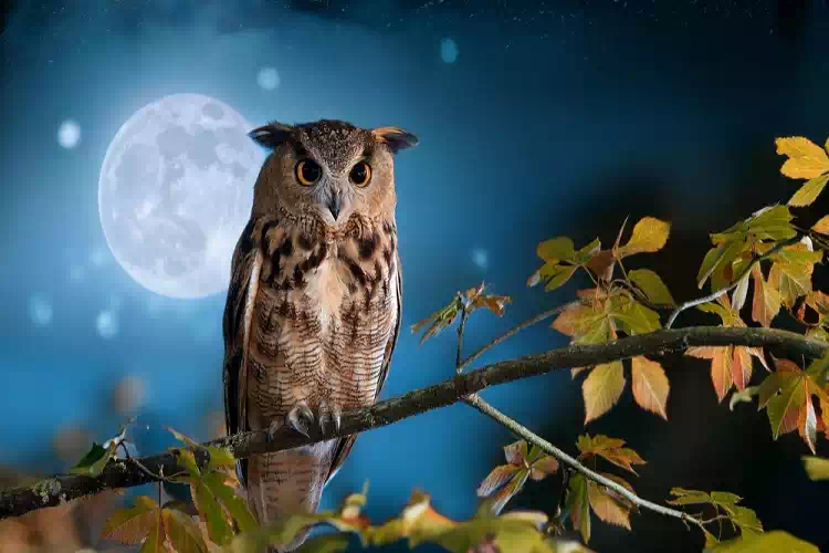 Canto del gufo nella notte