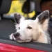 Cani e gatti in auto: come proteggerli al meglio