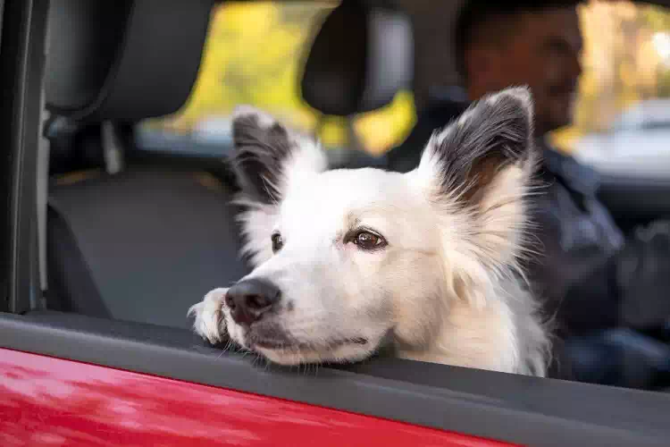 Cani e gatti in auto: come proteggerli al meglio