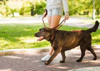 Cane in città con proprietario: nuove regole e obbligo di pulire la pipì secondo l’ordinanza comunale