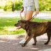 Cane in città con proprietario: nuove regole e obbligo di pulire la pipì secondo l’ordinanza comunale