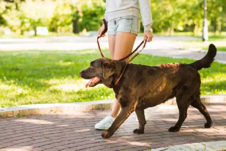 Cane in città con proprietario: nuove regole e obbligo di pulire la pipì secondo l’ordinanza comunale