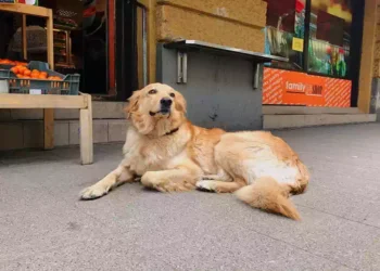Cane in una cuccia ventilata davanti a un supermercato: attesa sicura e fresca