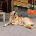 Cane in una cuccia ventilata davanti a un supermercato: attesa sicura e fresca