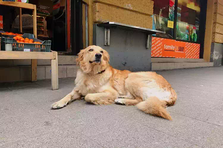 Cane in una cuccia ventilata davanti a un supermercato: attesa sicura e fresca