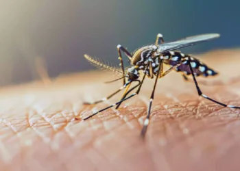 Zanzare, i trucchi naturali per allontanarli cambiando odore