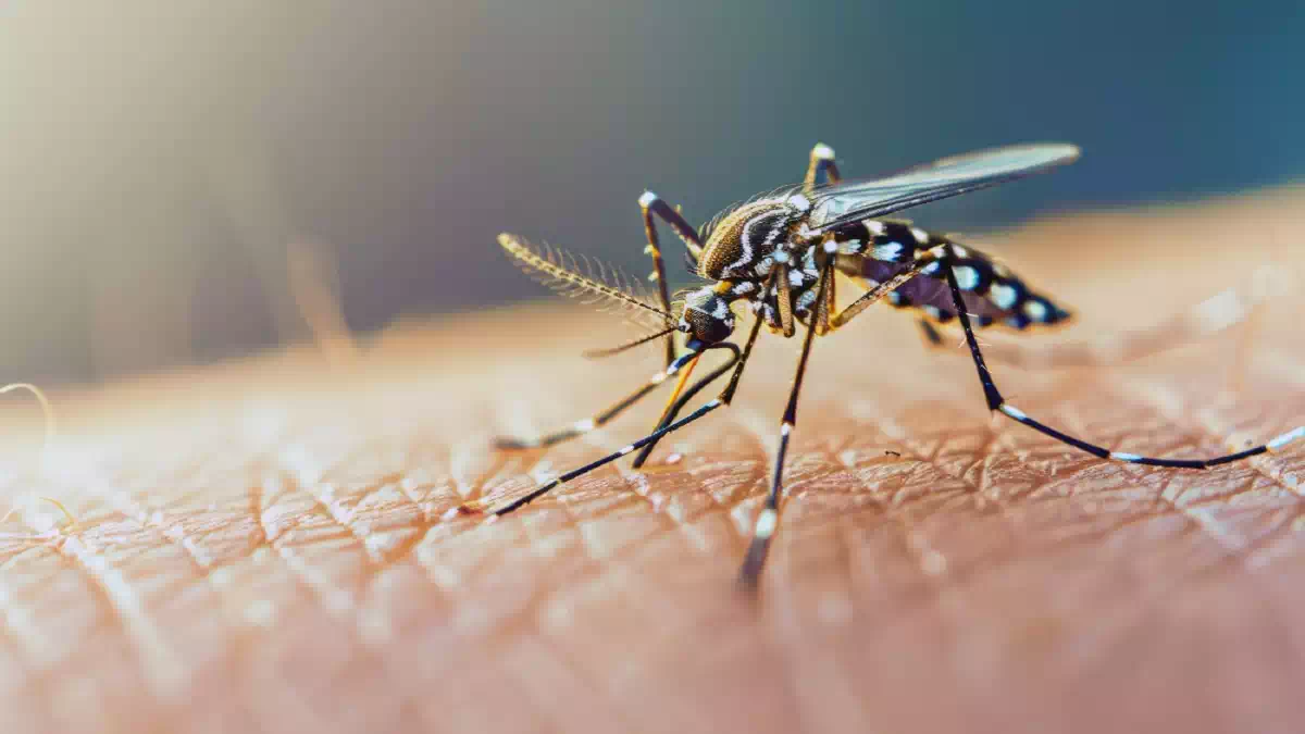 Zanzare, i trucchi naturali per allontanarli cambiando odore