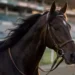 Addio a Varenne, il cavallo Capitano dei record dell’ippica