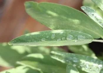 Salvia sul balcone, pianta aromatica con proprietà rinfrescanti contro il caldo estivo