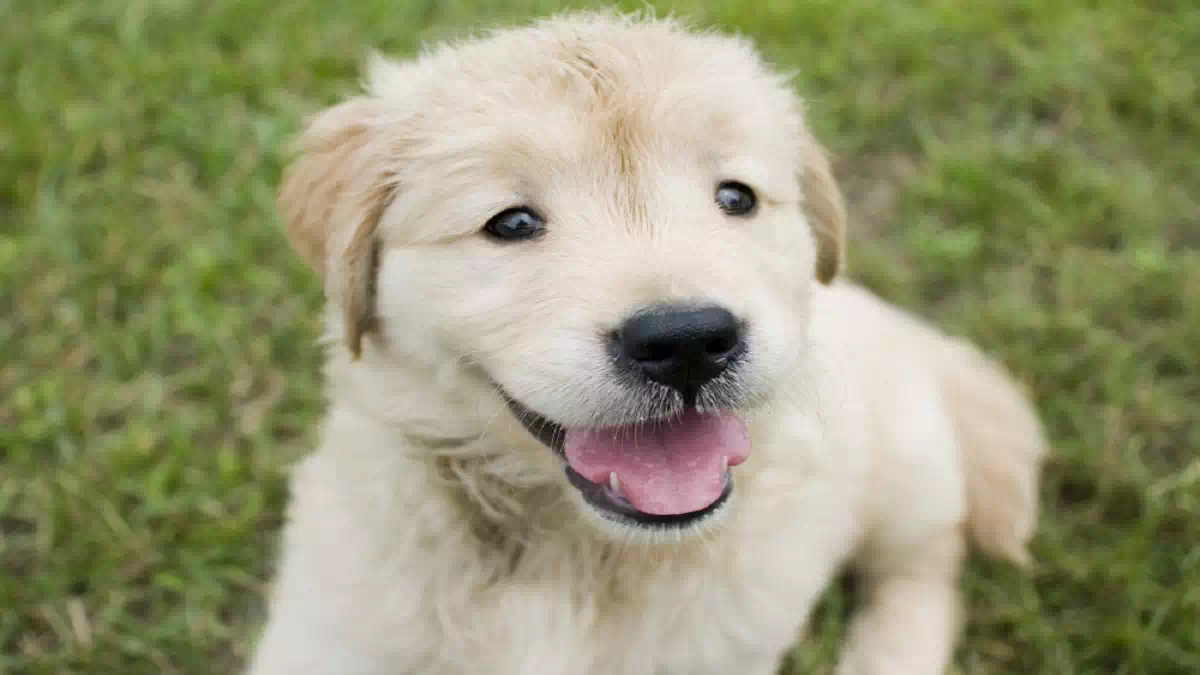 Cane salvato dai Carabinieri dopo la scossa ai Campi Flegrei a Pozzuoli