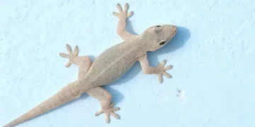 Geco all’interno di una casa, simbolo interpretato tra credenze popolari e significati culturali