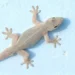 Geco all’interno di una casa, simbolo interpretato tra credenze popolari e significati culturali