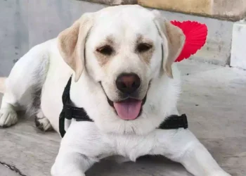Joy, il labrador premiato a Camogli per aver fiutato la malattia della sua proprietaria