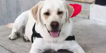 Joy, il labrador premiato a Camogli per aver fiutato la malattia della sua proprietaria