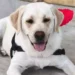 Joy, il labrador premiato a Camogli per aver fiutato la malattia della sua proprietaria