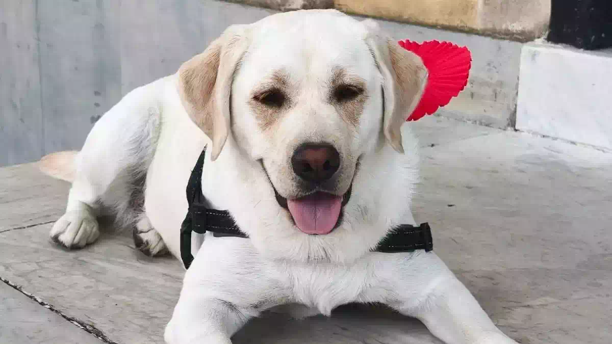 Joy, il labrador premiato a Camogli per aver fiutato la malattia della sua proprietaria