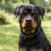 Informazioni sul caso del cane Boris a Modica.