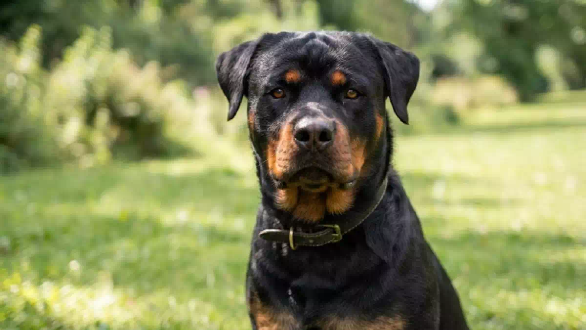 Modica, addio al cane Boris: testimonianze dei residenti sulla dinamica dell’incidente