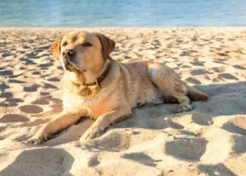Spiagge per cani e gatti in Italia, animali domestici che giocano sulla sabbia vicino al mare in una zona pet friendly