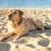 Spiagge per cani e gatti in Italia, animali domestici che giocano sulla sabbia vicino al mare in una zona pet friendly